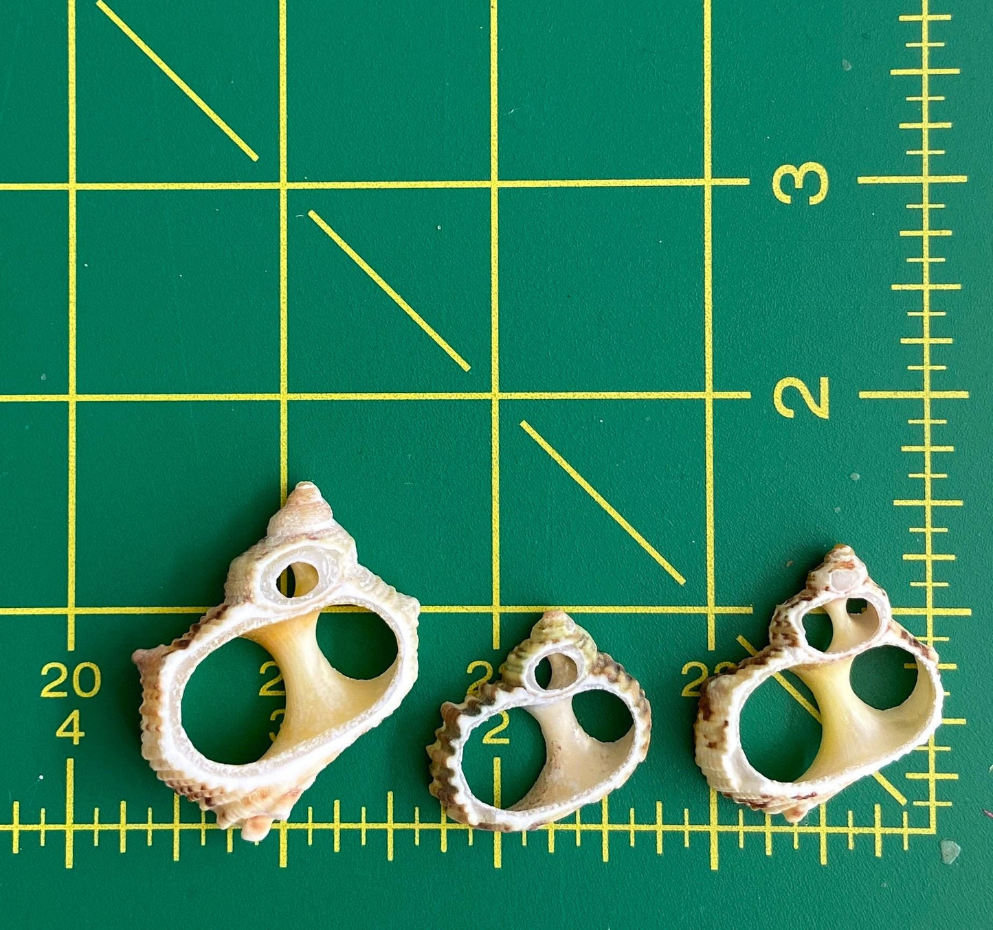 Gold Turbo Center Cut Seashells