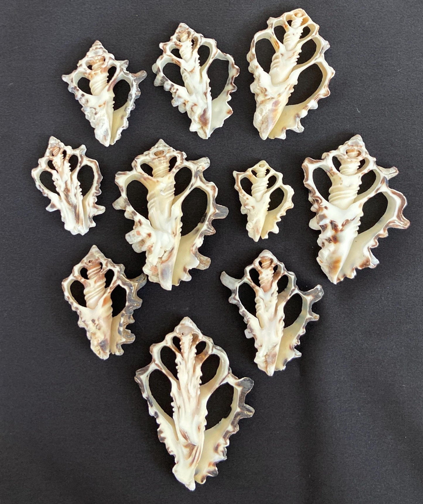 10 pcs Vassum Shell Center Cut Seashells