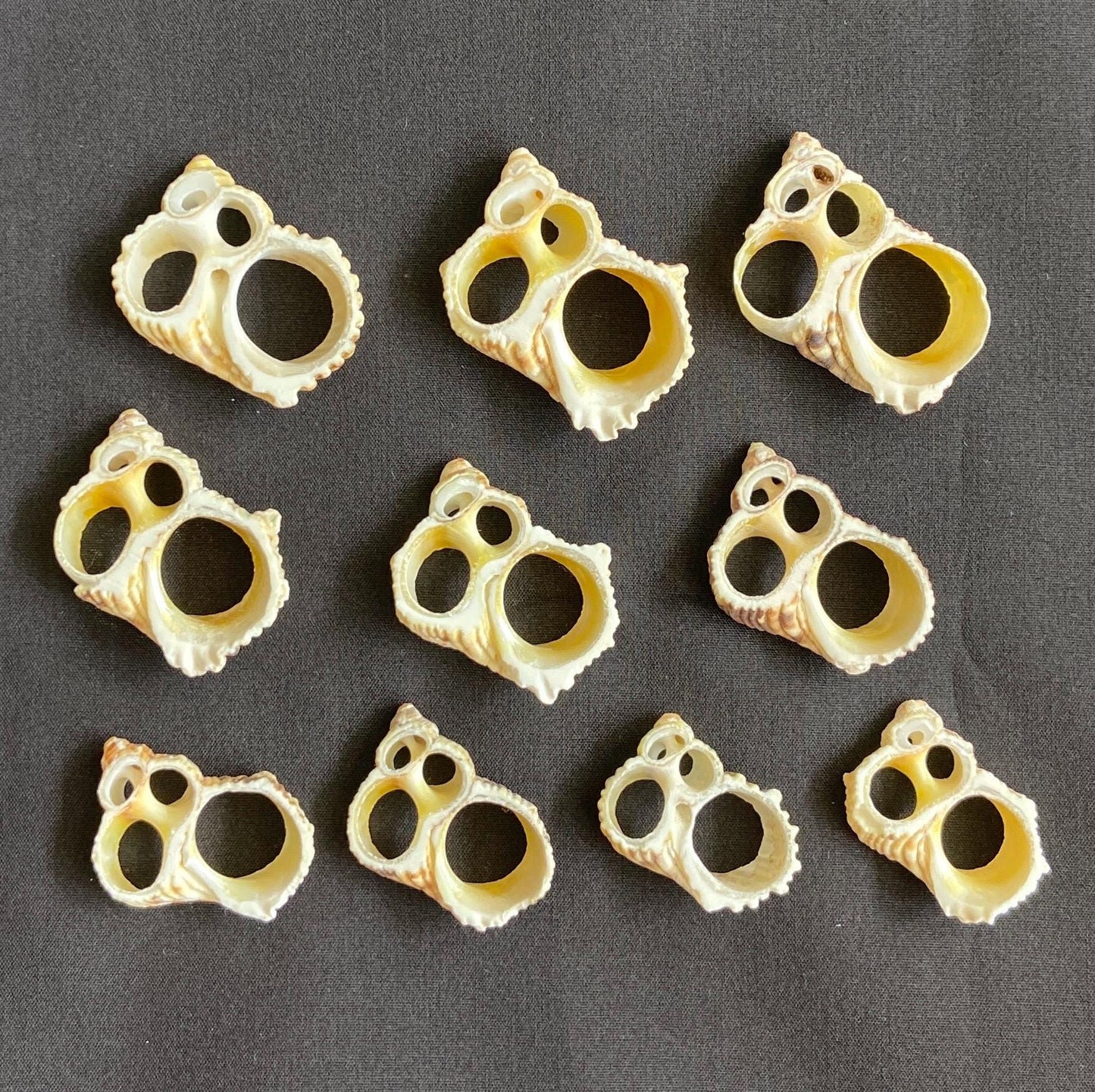 Gold Turbo Center Cut Seashells