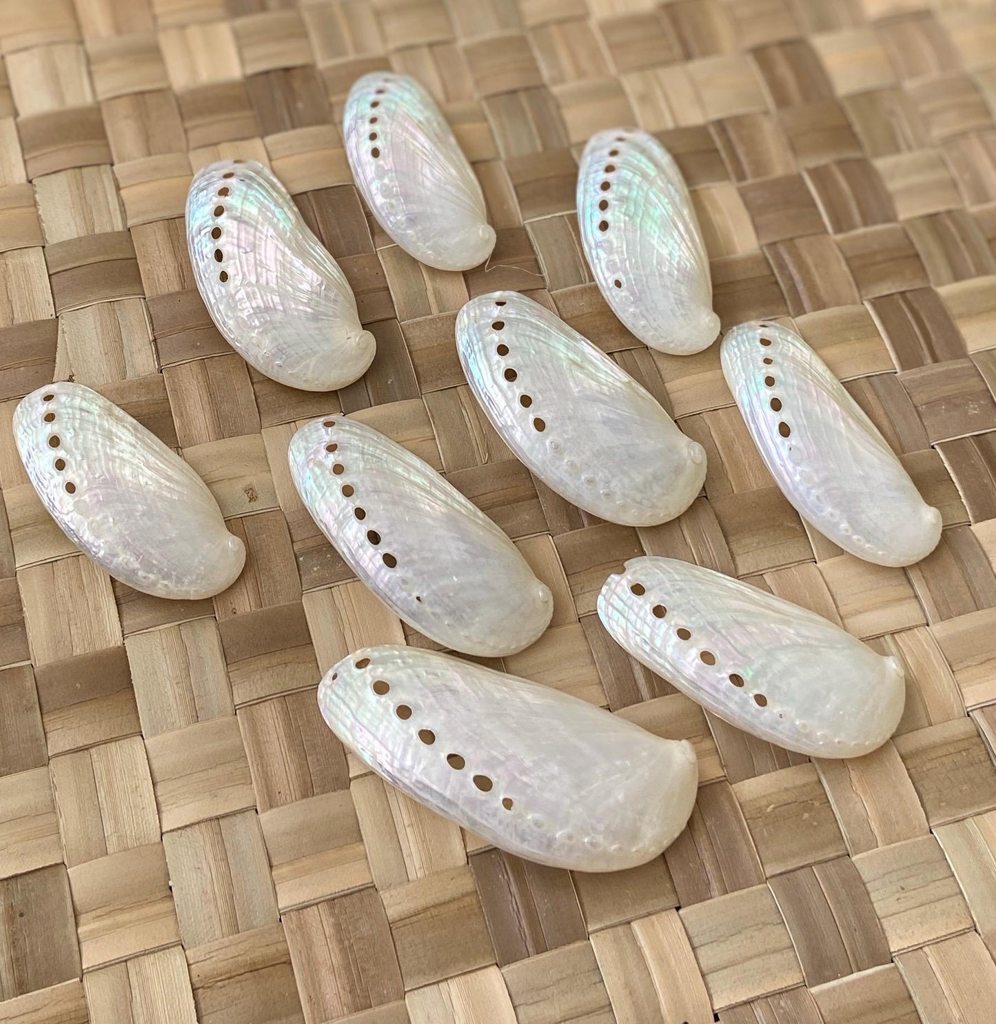 Jumbo White Peacock Abalone Seashells