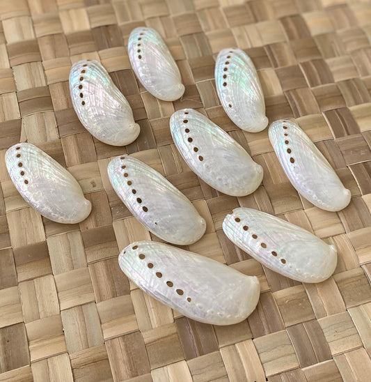 Jumbo White Peacock Abalone Seashells