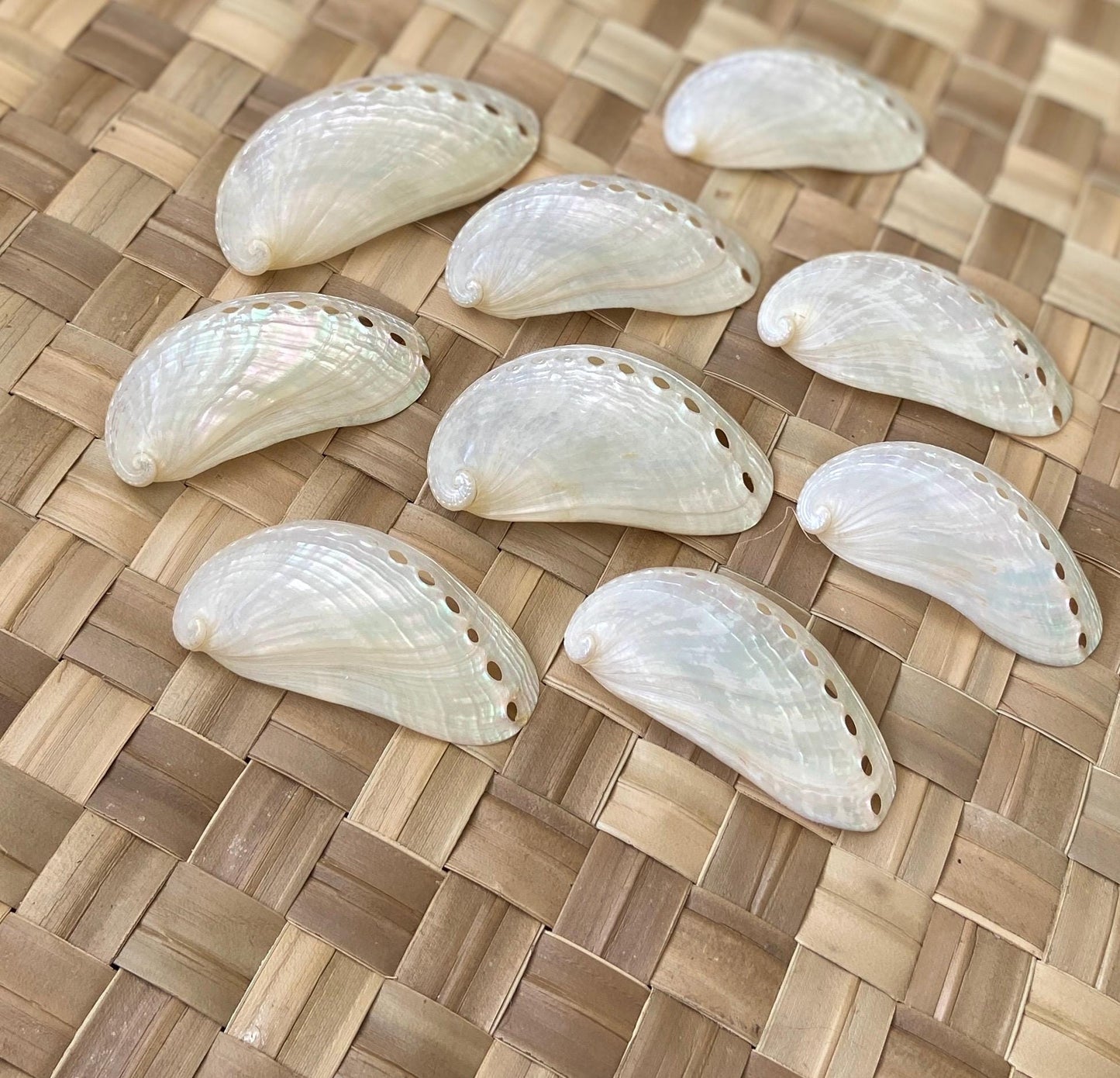 Jumbo White Peacock Abalone Seashells