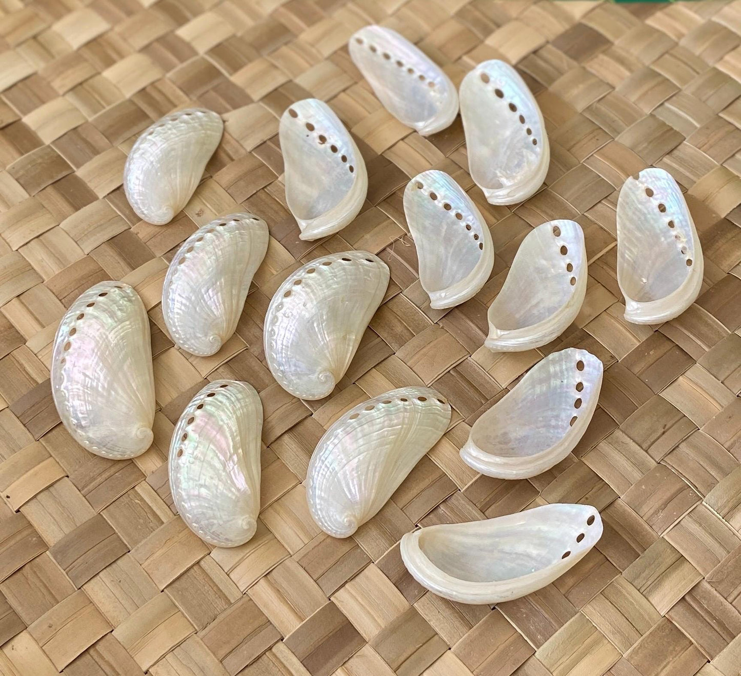 Jumbo White Peacock Abalone Seashells