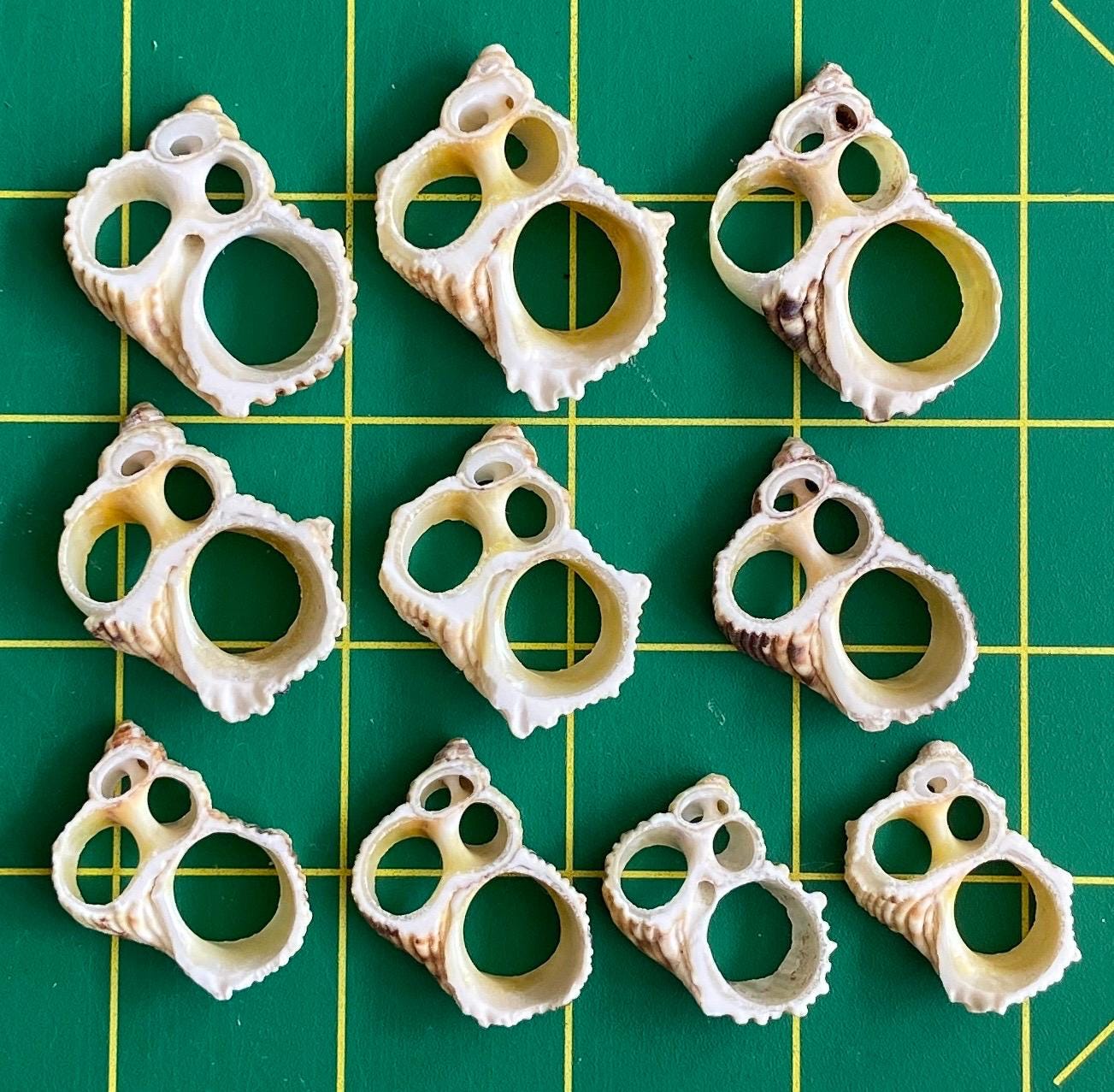 Gold Turbo Center Cut Seashells