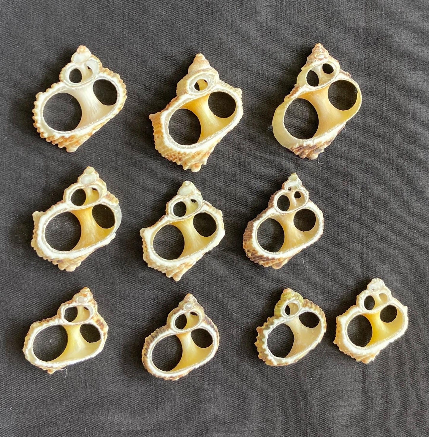 Gold Turbo Center Cut Seashells