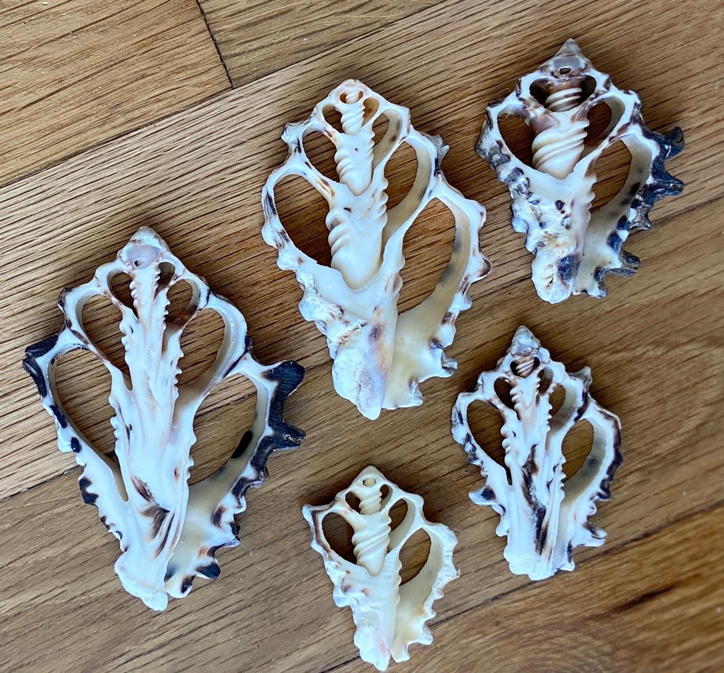 10 pcs Vassum Shell Center Cut Seashells