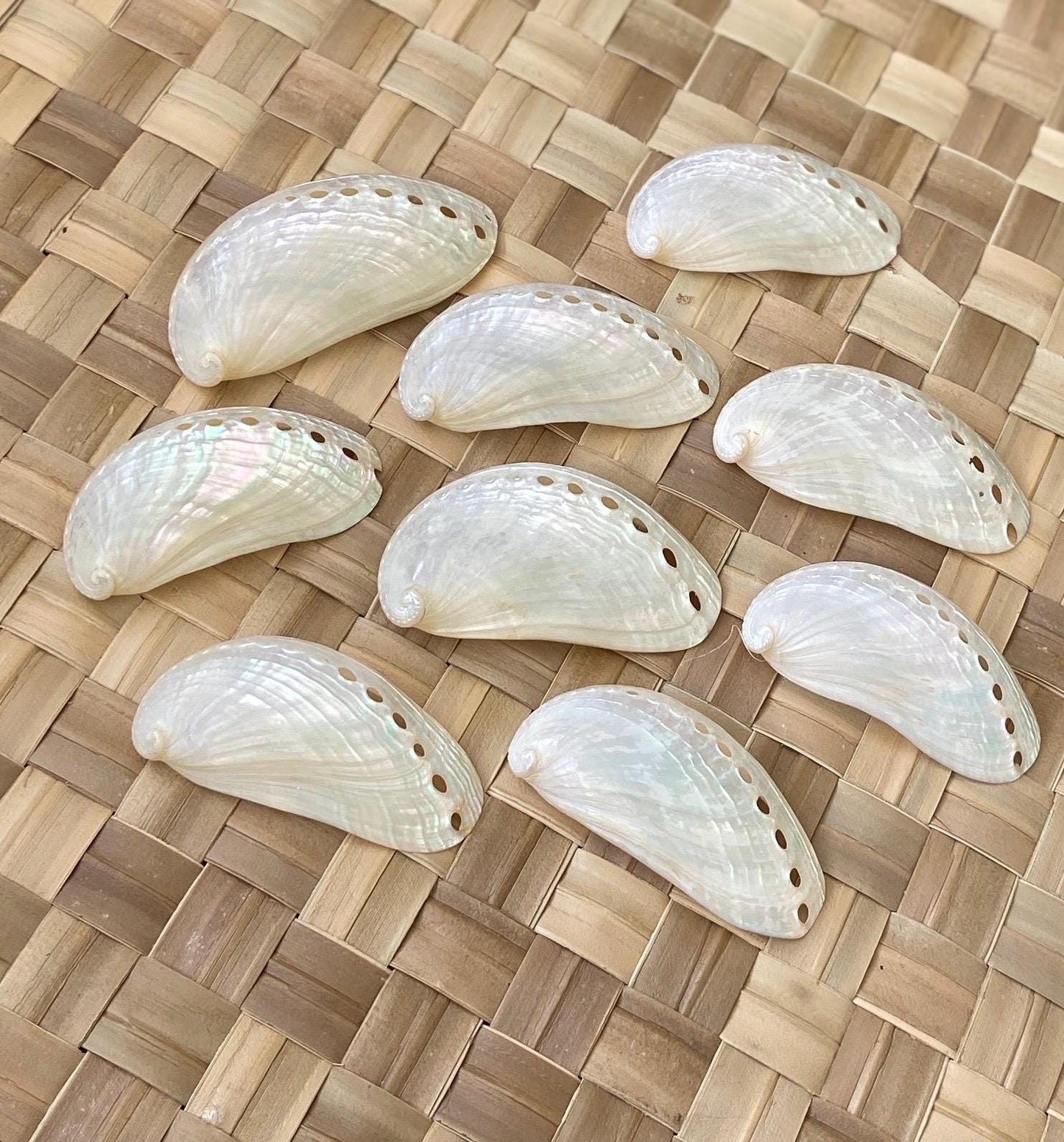 Jumbo White Peacock Abalone Seashells