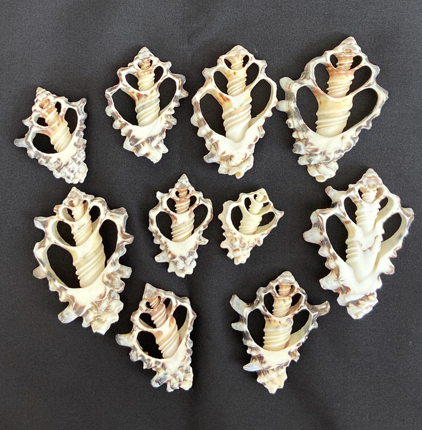 10 pcs Vassum Shell Center Cut Seashells