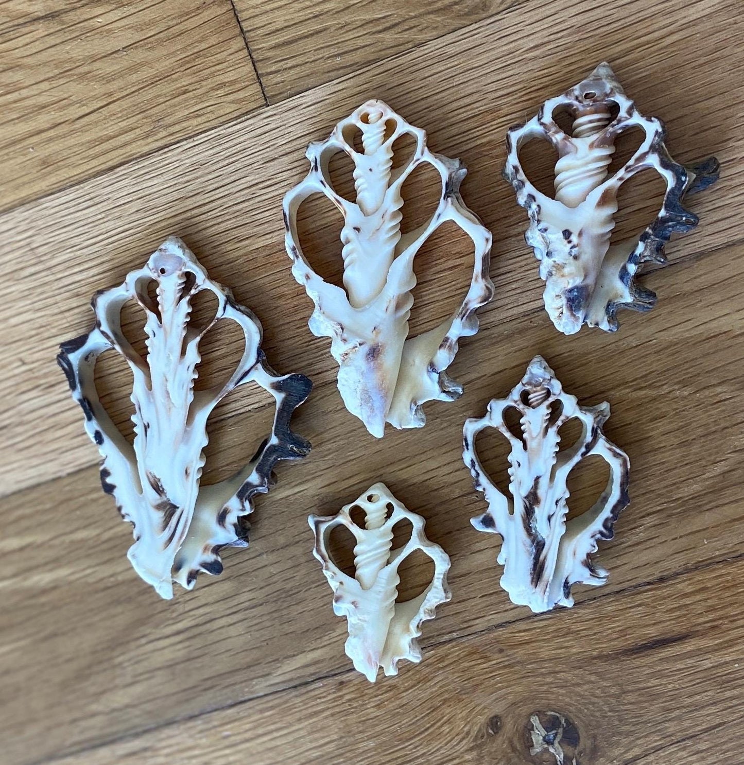 10 pcs Vassum Shell Center Cut Seashells