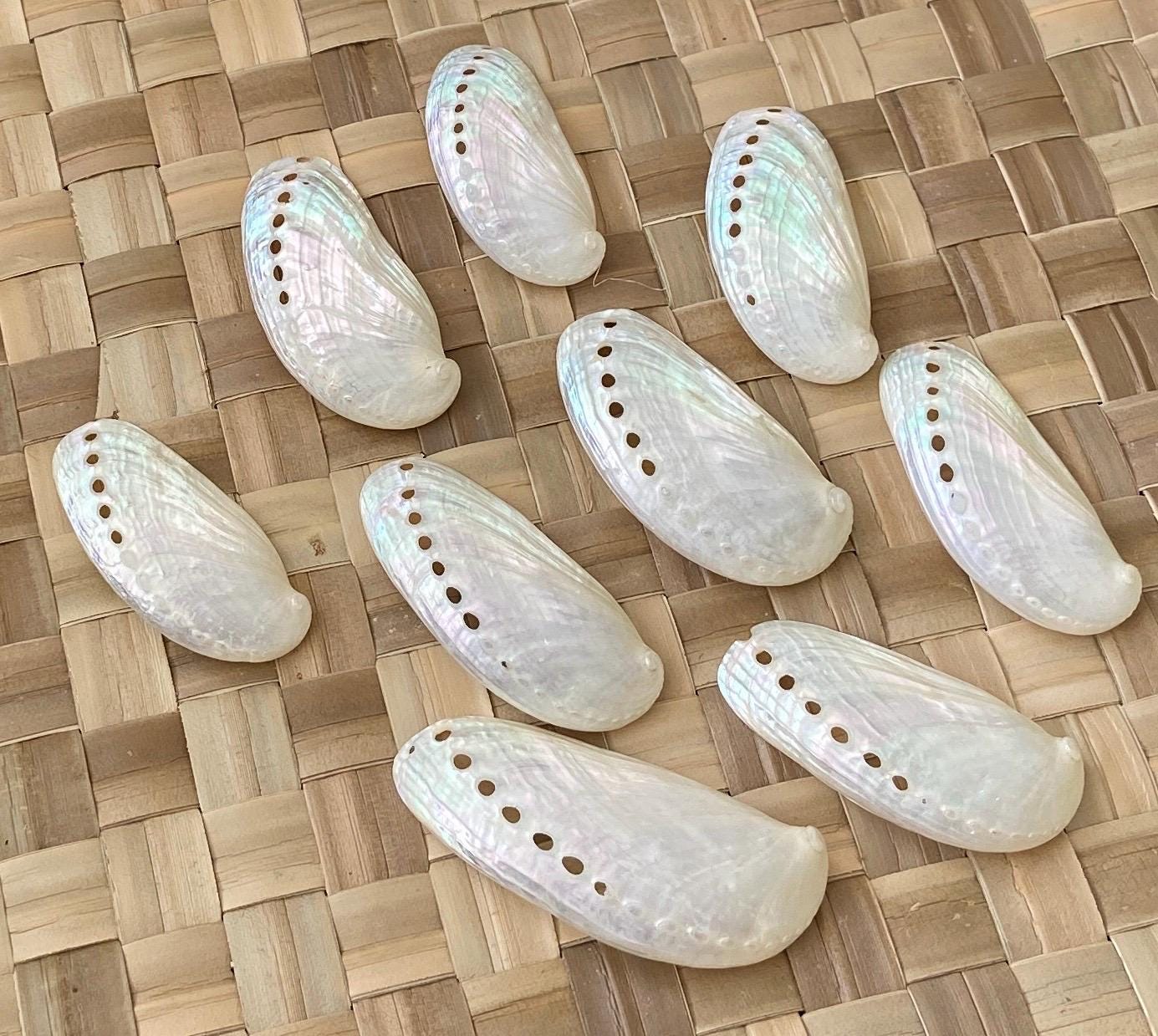 Jumbo White Peacock Abalone Seashells