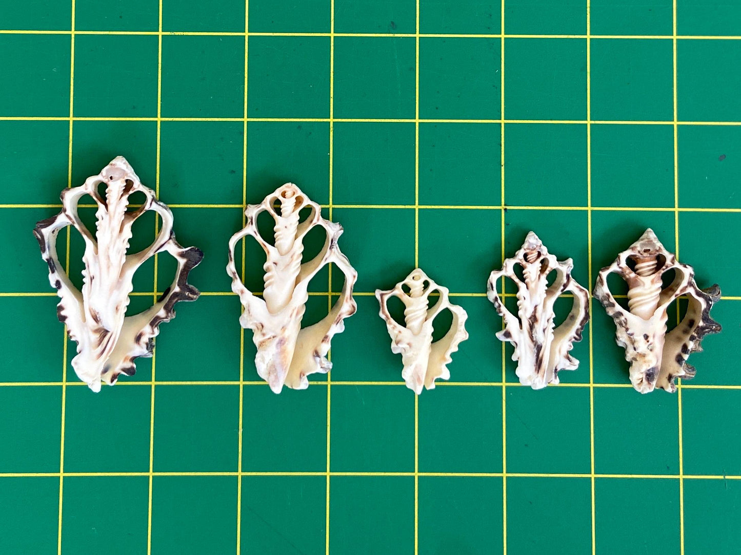 10 pcs Vassum Shell Center Cut Seashells