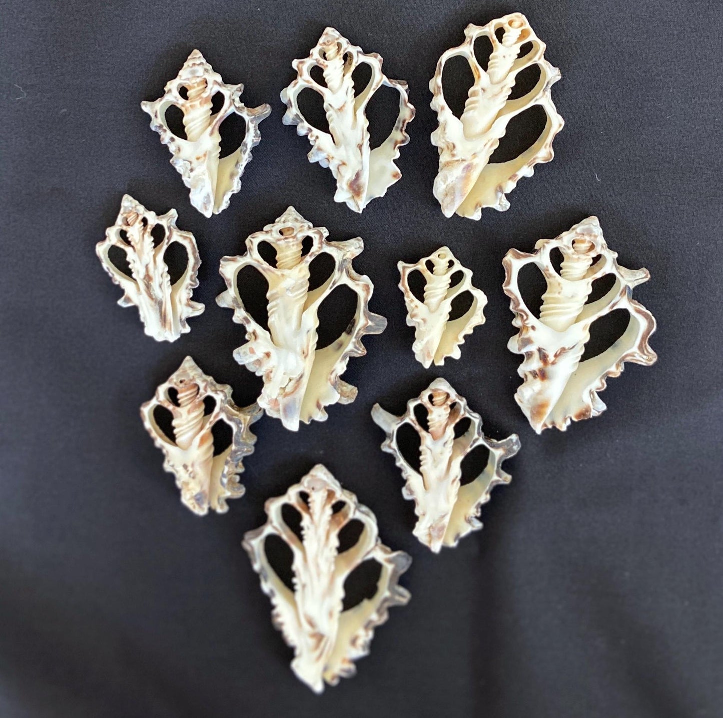 10 pcs Vassum Shell Center Cut Seashells