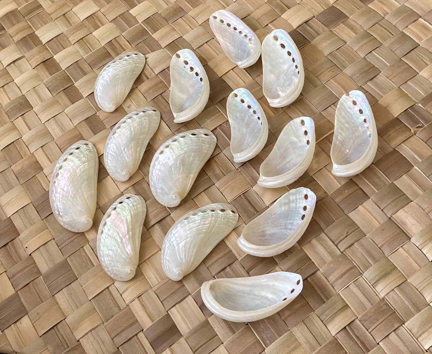 Jumbo White Peacock Abalone Seashells