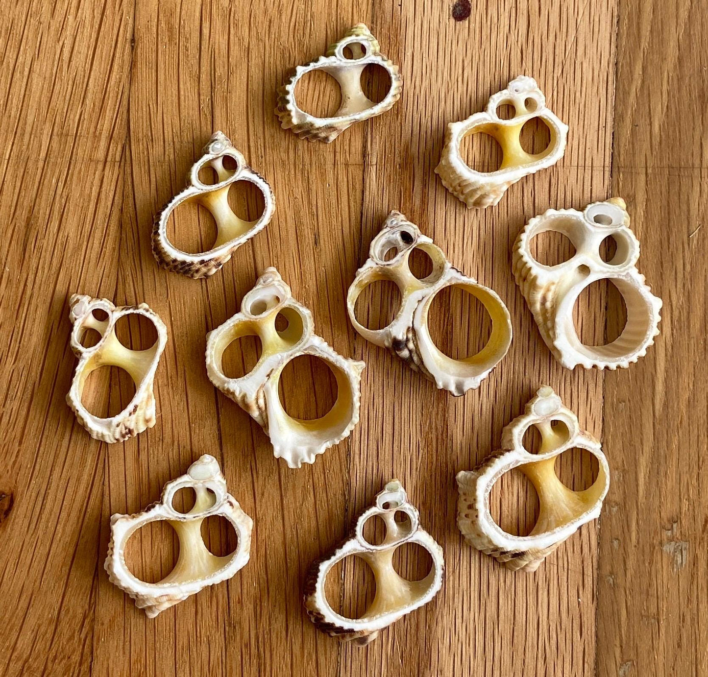 Gold Turbo Center Cut Seashells