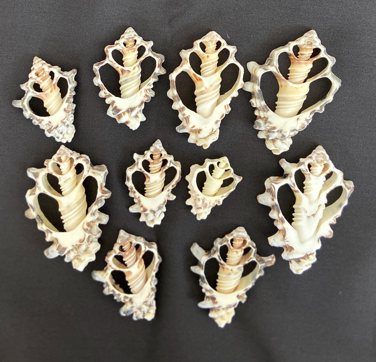 10 pcs Vassum Shell Center Cut Seashells