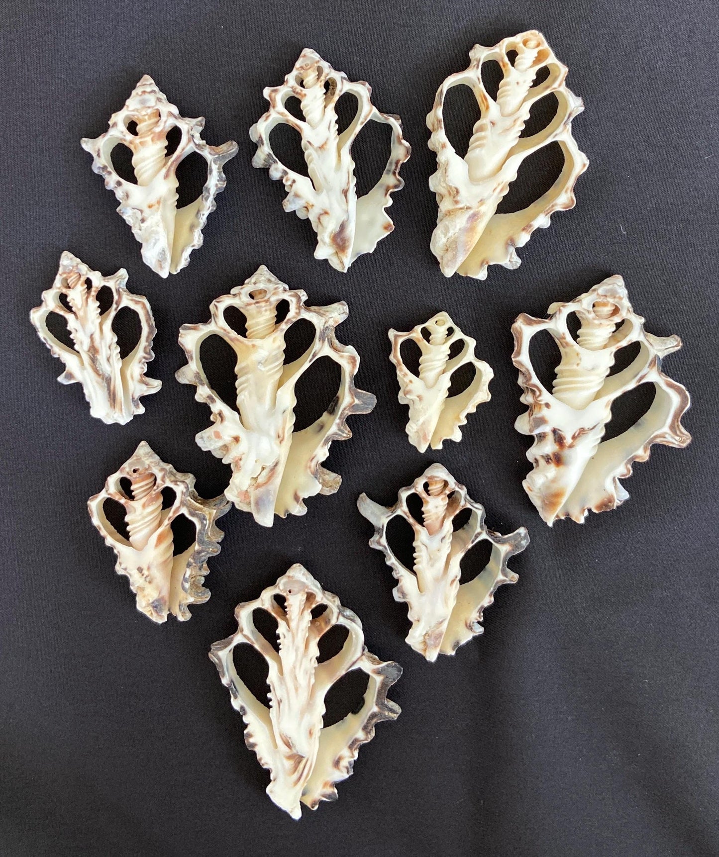 10 pcs Vassum Shell Center Cut Seashells