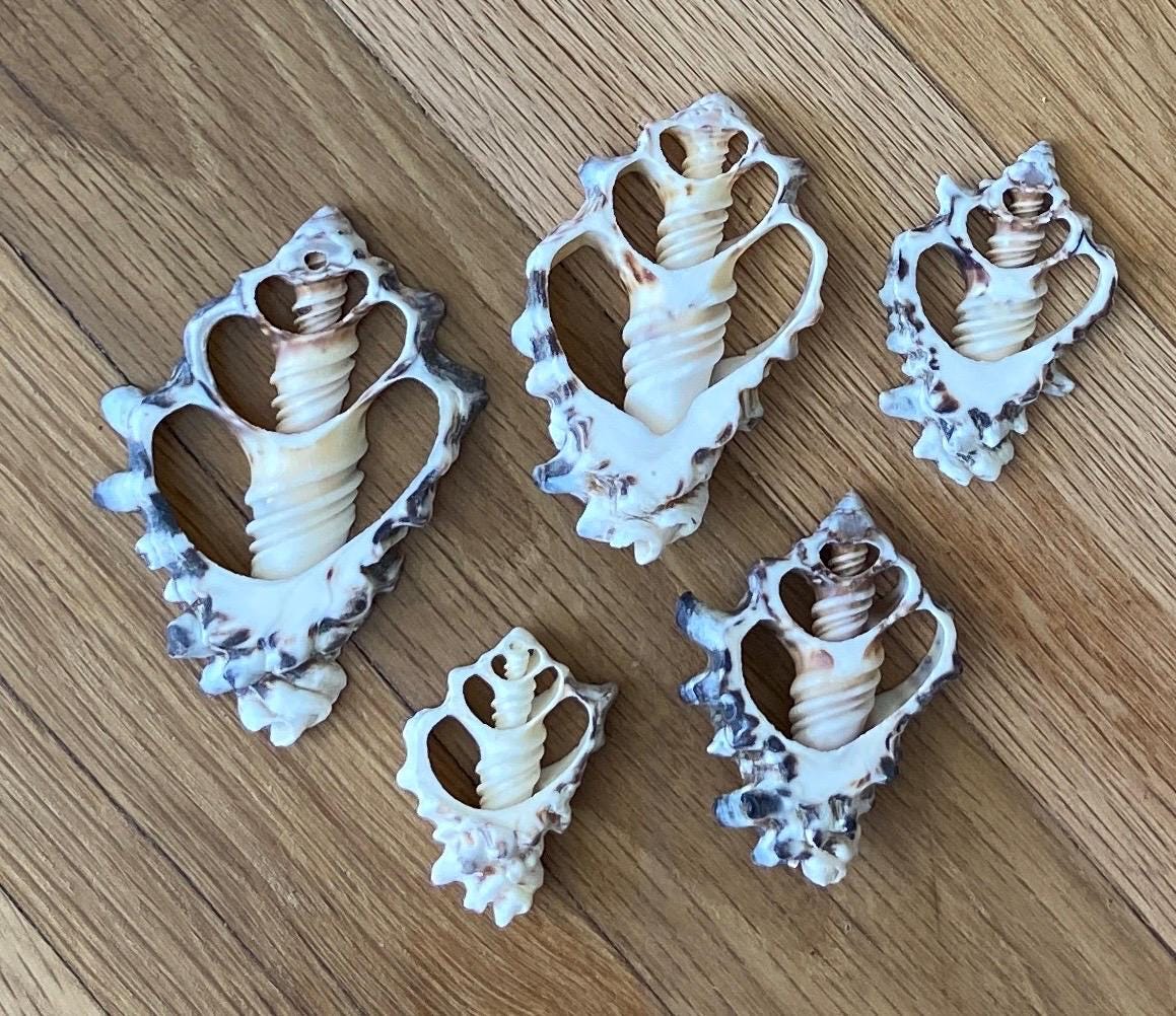 10 pcs Vassum Shell Center Cut Seashells