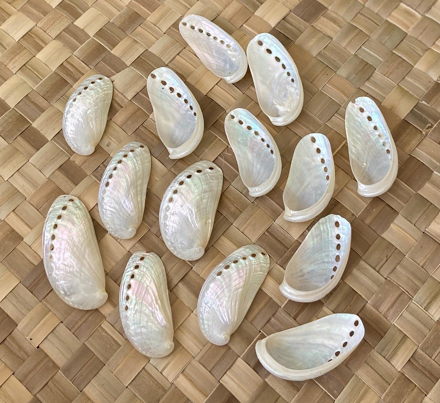 Jumbo White Peacock Abalone Seashells