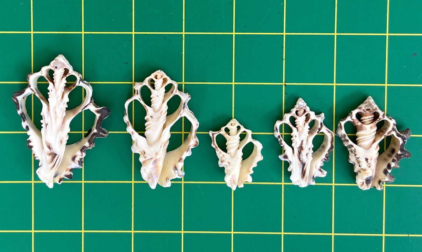 10 pcs Vassum Shell Center Cut Seashells