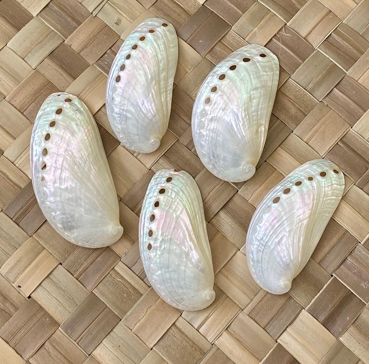 Jumbo White Peacock Abalone Seashells